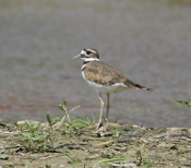 Solitary Killdeer