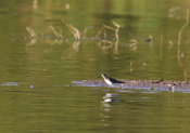 Solitary Sandpiper