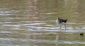 Solitary Sandpiper Angle View