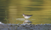 Sunset and a Solitary Sandpiper