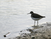 Solitary Sandpiper Close-up