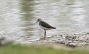 Solitary Sandpiper Eyering
