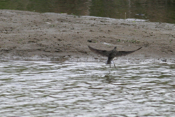 Solitary Sandpiper Flight