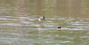 Solitary Sandpiper Front View