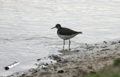 Solitary Sandpiper Open Mouth