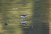 Posing Solitary Sandpiper