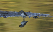 Preening Solitary Sandpiper
