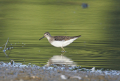 Closeup of a Solitary Sandpiper