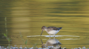Solitary Sandpiper Ripples