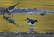 Shaking Solitary Sandpiper