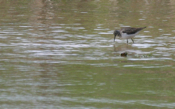 Solitary Sandpiper Side View