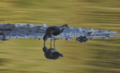 Solitary Sandpiper Aesop's Fables
