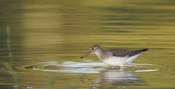 Solitary Sandpiper Water Drop