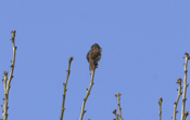 Singing Song Sparrow