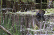 Sora Grazing