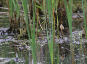 The tail of a Sora