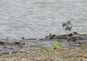 Spotted Sandpiper Walk