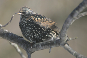 Starling with an Attitude