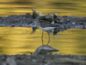 Sunset and a Stilt Sandpiper