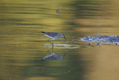 Amazing Stilt Sandpiper