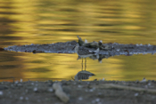 Stilt Sandpiper Goldenpond