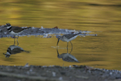Stilt Sandpiper Aesop's Fables