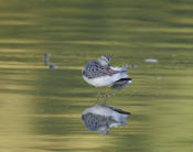 Stilt Sandpiper Stretch