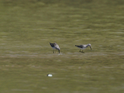 Feeding Stilt Sandpipers