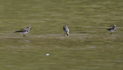 Stilt Sandpipers plus Killdeer