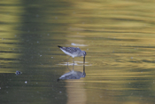 Dipping Stilt Sandpiper