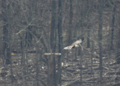 Sideview Subadult Bald Eagle