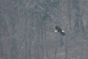 Inflight Subadult Bald Eagle