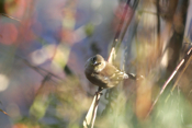 Surreal American Goldfinch