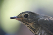 Swainson's Thrush Closeup