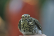 Face Time Swainson's Thrush