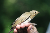 Another Swainson's Thrush