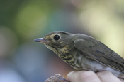 Profile Swainson's Thrush