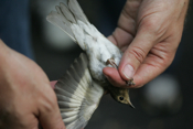 Swainson's Thrush Wing Colors