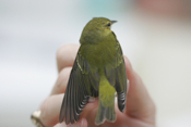 Tennessee Warbler Back
