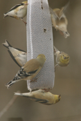 American Goldfinch