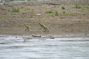 Three Goslings Left