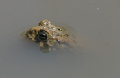 Toad "In a pond"