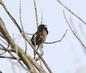 Male Towhee Calling