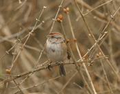 American Tree Sparrow
