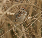 American Tree Sparrow