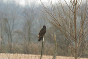 Perched Turkey Vulture
