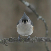 Tufted Titmouse
