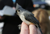 Profile Tufted Titmouse