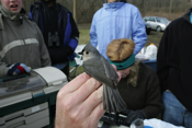 Photo Profile Tufted Titmouse