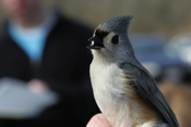 Spunky Tufted Titmouse